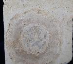Hibolithes sp. (MONTFORT 1808) & Becherschwamm indet. - Bild &copy; FossNet FossilienStore